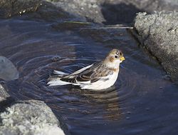 Snow Bunting photographed at Fort Doyle [DOY] on 13/11/2013. Photo: &copy; Royston Carré