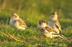 Snow Bunting photographed at Fort Doyle [DOY] on 13/11/2013. Photo: &copy; Karen Jehan