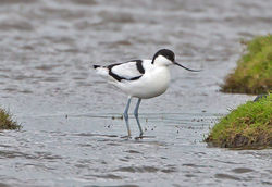 Avocet photographed at Colin Best NR [CNR] on 21/11/2013. Photo: &copy; Mike Cunningham