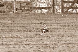 Buzzard photographed at St Martin (Parish) on 22/11/2013. Photo: &copy; Jay Friend