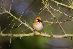 Firecrest photographed at Rue des Bergers [BER] on 2/1/2014. Photo: &copy; Dan Scott