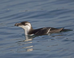 Razorbill photographed at St Peter Port Harbour on 10/1/2014. Photo: &copy; Mike Cunningham