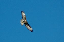 Buzzard photographed at Mt. Herault [MHE] on 14/1/2014. Photo: &copy; Jay Friend