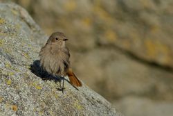 Black Redstart photographed at Rousse [ROU] on 14/1/2014. Photo: &copy; Simon Murfitt