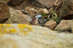 Wren photographed at Shingle Bank [SHI] on 21/1/2014. Photo: &copy; Jay Friend