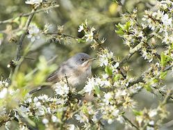  photographed at Pleinmont [PLE] on 13/4/2014. Photo: &copy; Royston Carré