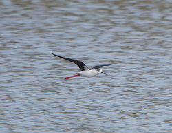 Black-winged Stilt photographed at Vale Pond [VAL] on 30/4/2014. Photo: &copy; Royston Carré