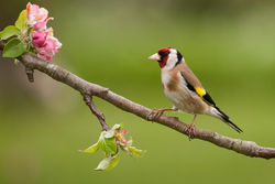 Goldfinch photographed at Bas Capelles [BAS] on 10/5/2014. Photo: &copy; Rod Ferbrache