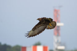 Buzzard photographed at Airport [AIR] on 20/5/2014. Photo: &copy; Adrian Gidney