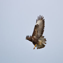 Buzzard photographed at Airport [AIR] on 20/5/2014. Photo: &copy; Adrian Gidney