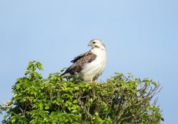 Buzzard photographed at Rue des Hougues, STA [H04] on 24/5/2014. Photo: &copy; Wayne Turner