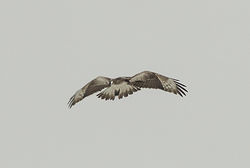 Rough-legged Buzzard photographed at Rue des Hougues, STA [H04] on 26/5/2014. Photo: &copy; Anthony Loaring