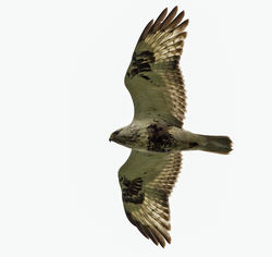 Rough-legged Buzzard photographed at Rue des Hougues, STA [H04] on 26/5/2014. Photo: &copy; Anthony Loaring