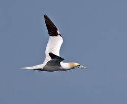 Gannet photographed at Fort Doyle [DOY] on 16/6/2014. Photo: &copy; Mike Cunningham