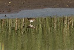 Green Sandpiper photographed at Claire Mare [CLA] on 6/8/2014. Photo: &copy; Jason Friend