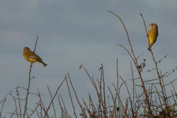Goldfinch photographed at plienmont on 5/10/2014. Photo: &copy; berni kerrigan