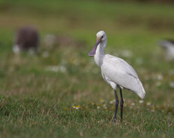 Spoonbill photographed at Colin Best NR [CNR] on 6/10/2014. Photo: &copy; Dan Scott