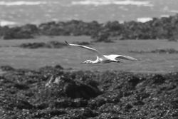 Spoonbill photographed at L'Eree [LER] on 9/10/2014. Photo: &copy; J Friend