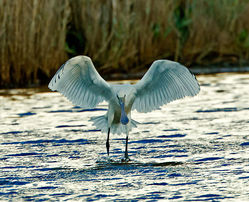 Spoonbill photographed at Claire Mare [CLA] on 4/11/2014. Photo: &copy; Mike Cunningham