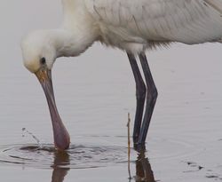 Spoonbill. Photo: &copy; Dan Scott