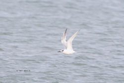 Sandwich Tern photographed at Richmond [RIC] on 10/11/2014. Photo: &copy; J Friend