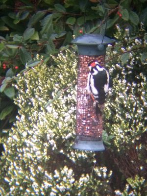 Great Spotted Woodpecker photographed at Les Truchots, St. Andrews on 15/1/2015. Photo: &copy; Shane Giles