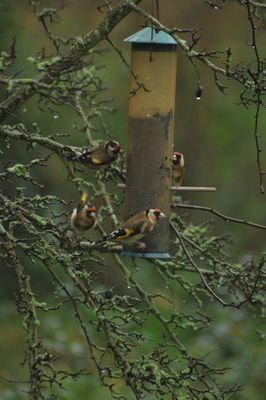 Goldfinch photographed at Les Truchots, St. Andrews on 10/1/2015. Photo: &copy; Shane Giles