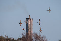 Shoveler photographed at Vale Pond [VAL] on 18/2/2015. Photo: &copy; Jason Friend