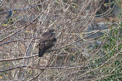 Buzzard photographed at Fauxquets Valley [FAU] on 24/2/2015. Photo: &copy; Jason Friend