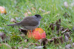 Blackcap photographed at Bas Capelles [BAS] on 28/2/2015. Photo: &copy; Rod Ferbrache