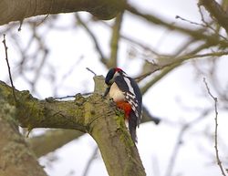Great Spotted Woodpecker photographed at Saumarez Park [SAU] on 12/3/2015. Photo: &copy; Royston Carré