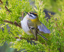 Firecrest photographed at St Peter Port [SPP] on 8/4/2015. Photo: &copy; Mike Cunningham