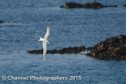 Sandwich Tern photographed at Perelle [PER] on 9/4/2015. Photo: &copy; Jason Friend