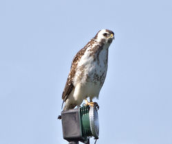 Buzzard photographed at la Rue des Hougues on 13/4/2015. Photo: &copy; Mike Cunningham