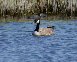 Greater Canada Goose photographed at Grande Mare [GMA] on 1/6/2015. Photo: &copy; Jason Friend