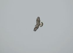 Rough-legged Buzzard photographed at Rue des Hougues, STA [H04] on 11/5/2015. Photo: &copy; Wayne Turner
