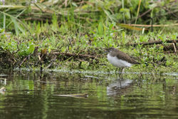 Green Sandpiper photographed at Rue des Bergers [BER] on 14/8/2015. Photo: &copy; Rod Ferbrache