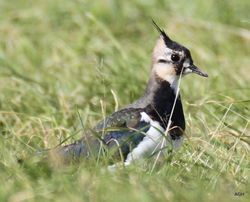 Lapwing photographed at Pleinmont [PLE] on 1/10/2015. Photo: &copy; Albert Harvey