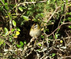 Firecrest photographed at Rue de Valniquets [RDV] on 25/10/2015. Photo: &copy; Mark Guppy