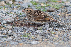 Lapland Bunting photographed at Chouet [CHO] on 8/11/2015. Photo: &copy; Rod Ferbrache