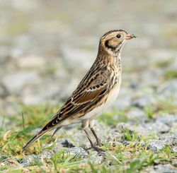 Lapland Bunting photographed at Chouet [CHO] on 8/11/2015. Photo: &copy; Cindy  Carre