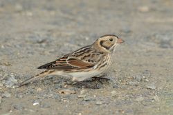 Lapland Bunting photographed at Chouet [CHO] on 10/11/2015. Photo: &copy; Jason Friend