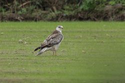 Buzzard photographed at St Saviour (Parish) on 10/11/2015. Photo: &copy; Jason Friend