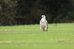 Buzzard photographed at St Saviour's [SSV] on 10/11/2015. Photo: &copy; Jason Friend