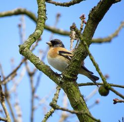Brambling photographed at Foulon [FOU] on 13/3/2016. Photo: &copy; Mark Guppy