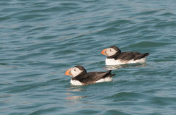 Puffin photographed at Jethou [JET] on 22/3/2016. Photo: &copy; A. Le Conte