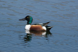 Shoveler photographed at Pulias [PUL] on 23/3/2016. Photo: &copy; Rod Ferbrache
