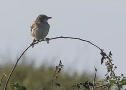 Rose-coloured Starling photographed at Pleinmont [PLE] on 11/9/2016. Photo: &copy; Vic Froome