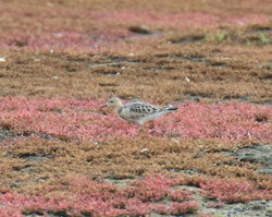 Buff-breasted Sandpiper photographed at Colin Best NR [CNR] on 12/9/2016. Photo: &copy; Albert Harvey