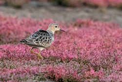 Buff-breasted Sandpiper photographed at Colin Best NR [CNR] on 12/9/2016. Photo: &copy; Andy Marquis